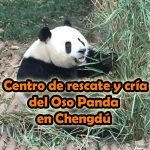 Centro de rescate y cría del Oso Panda
