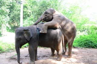 Patara Elephant Farm | LaNaranjaViajera